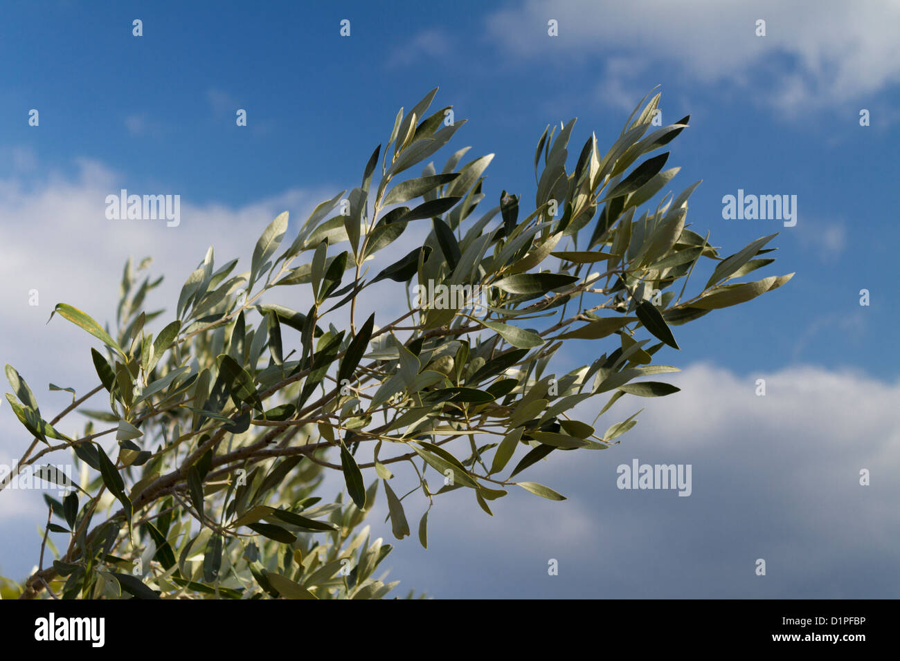a Greek olive tree branch with ripe olives ready to be harvested Stock