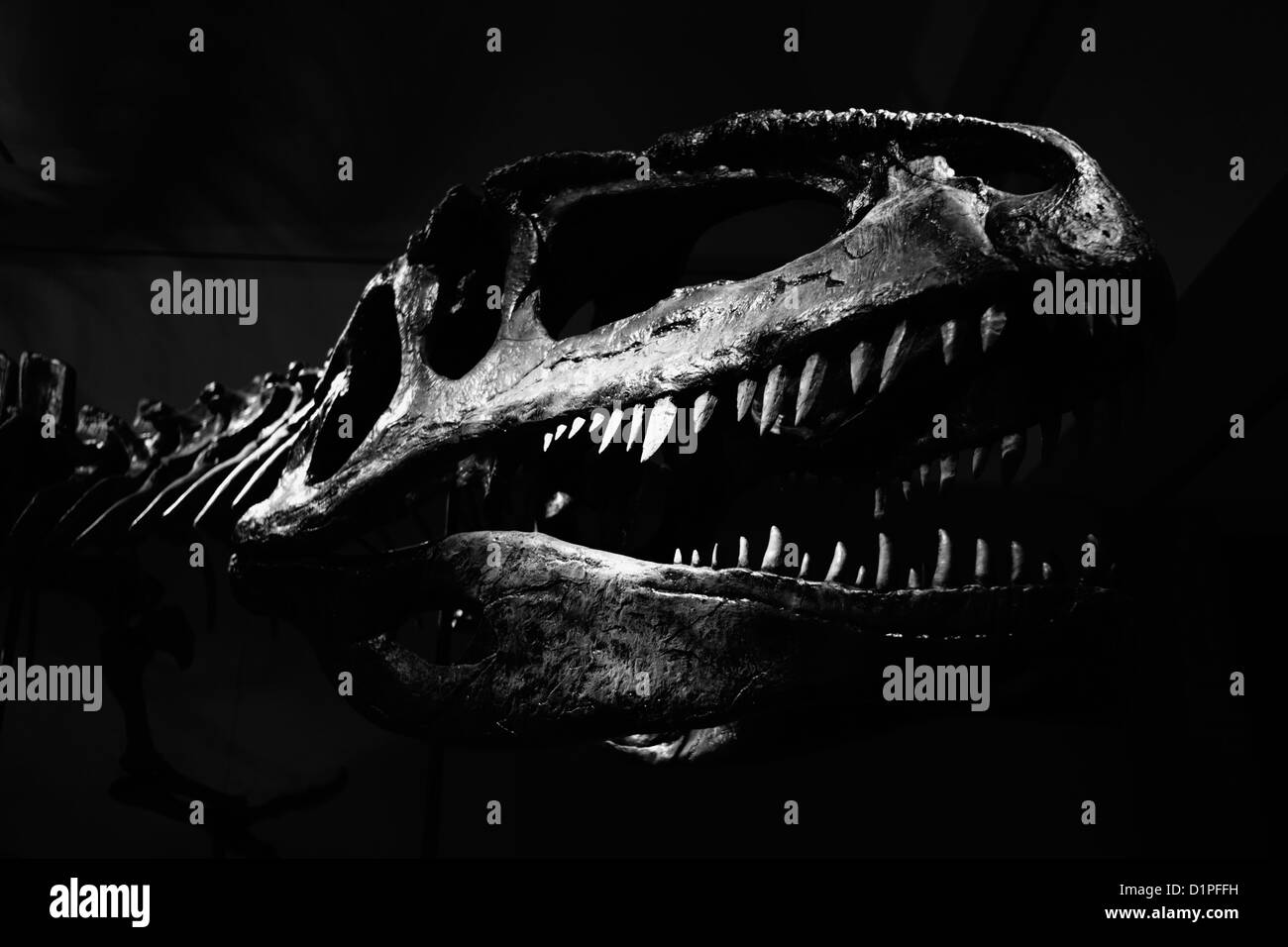 Tyrannosaurus Rex skull against black background Stock Photo