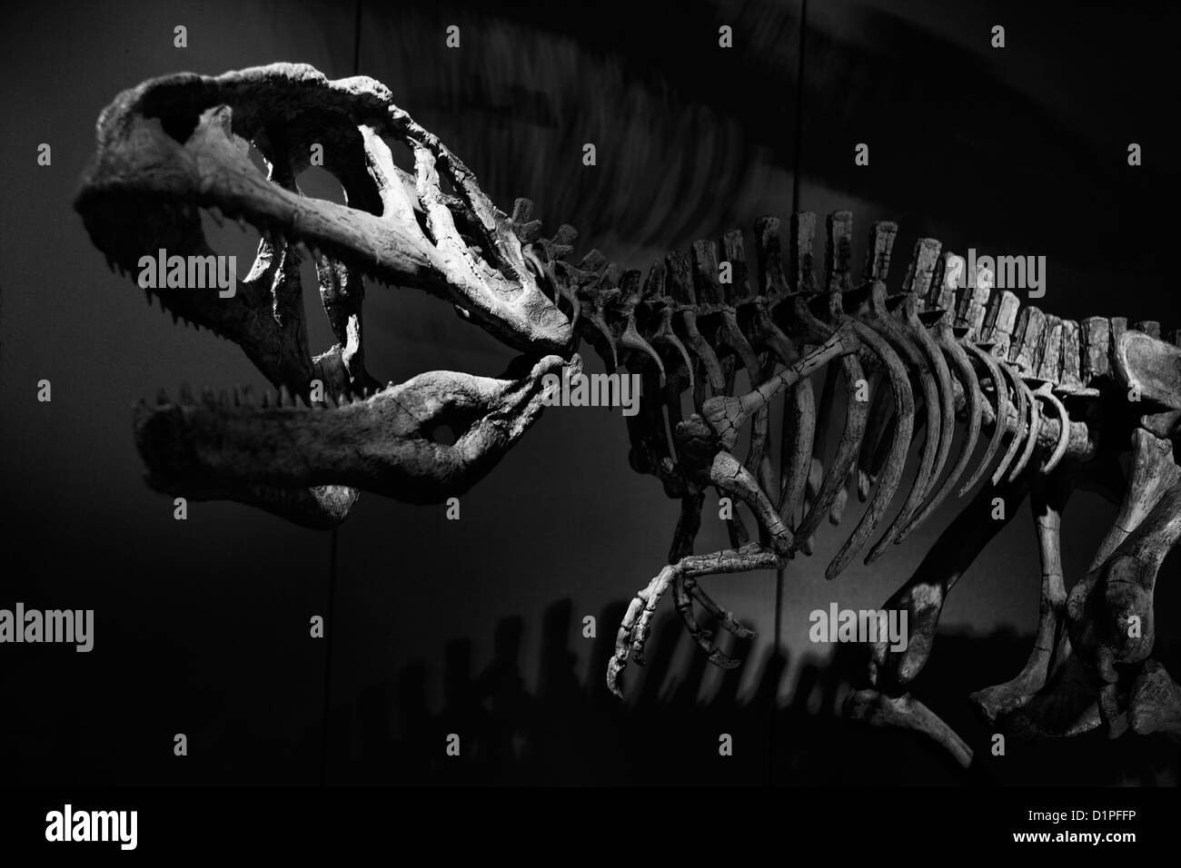 Tyrannosaurus Rex skeleton against dark background Stock Photo