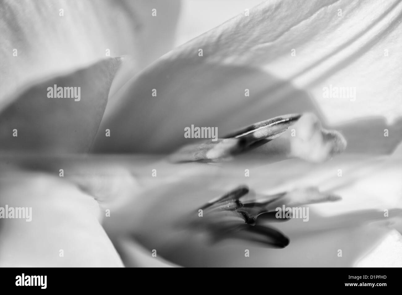 Black and white close up of Tulip (tulips sp) stamens, detail Stock Photo