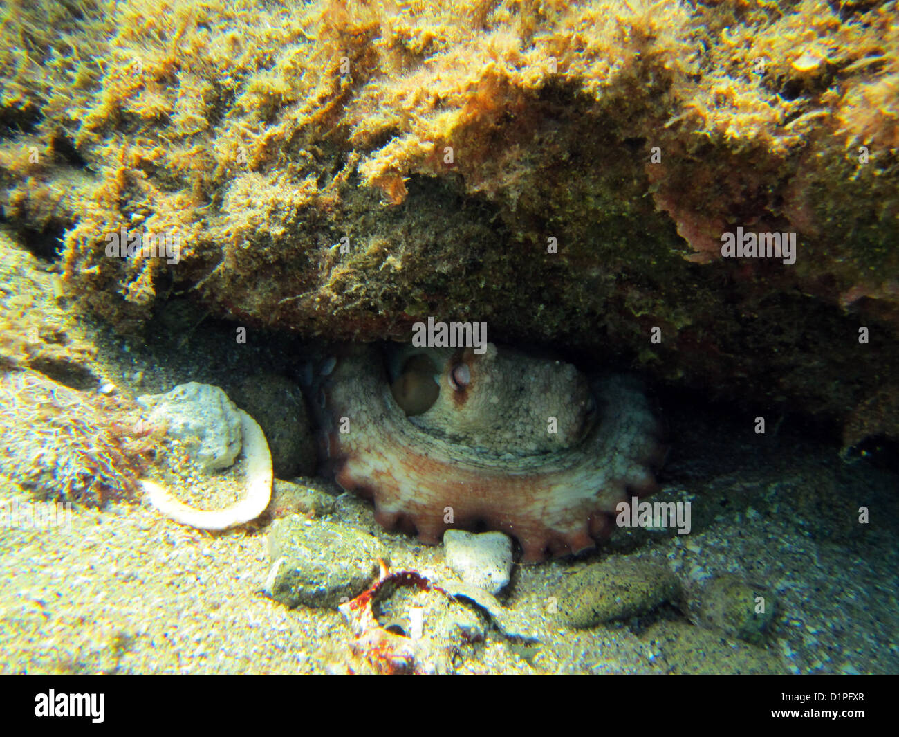 Octopus nest hi-res stock photography and images - Alamy