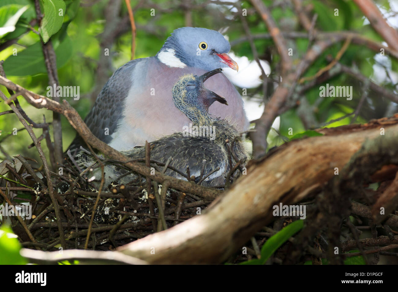 Columba palumbus, Woodpigeon. Bird warms its chicks in the nest. Stock Photo