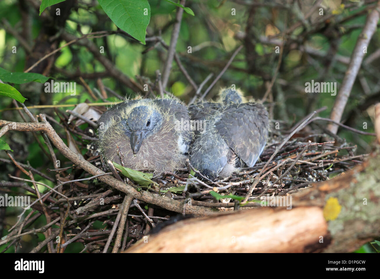 Columba palumbus, Woodpigeon. Nest of a bird with baby birds in the nature. Stock Photo