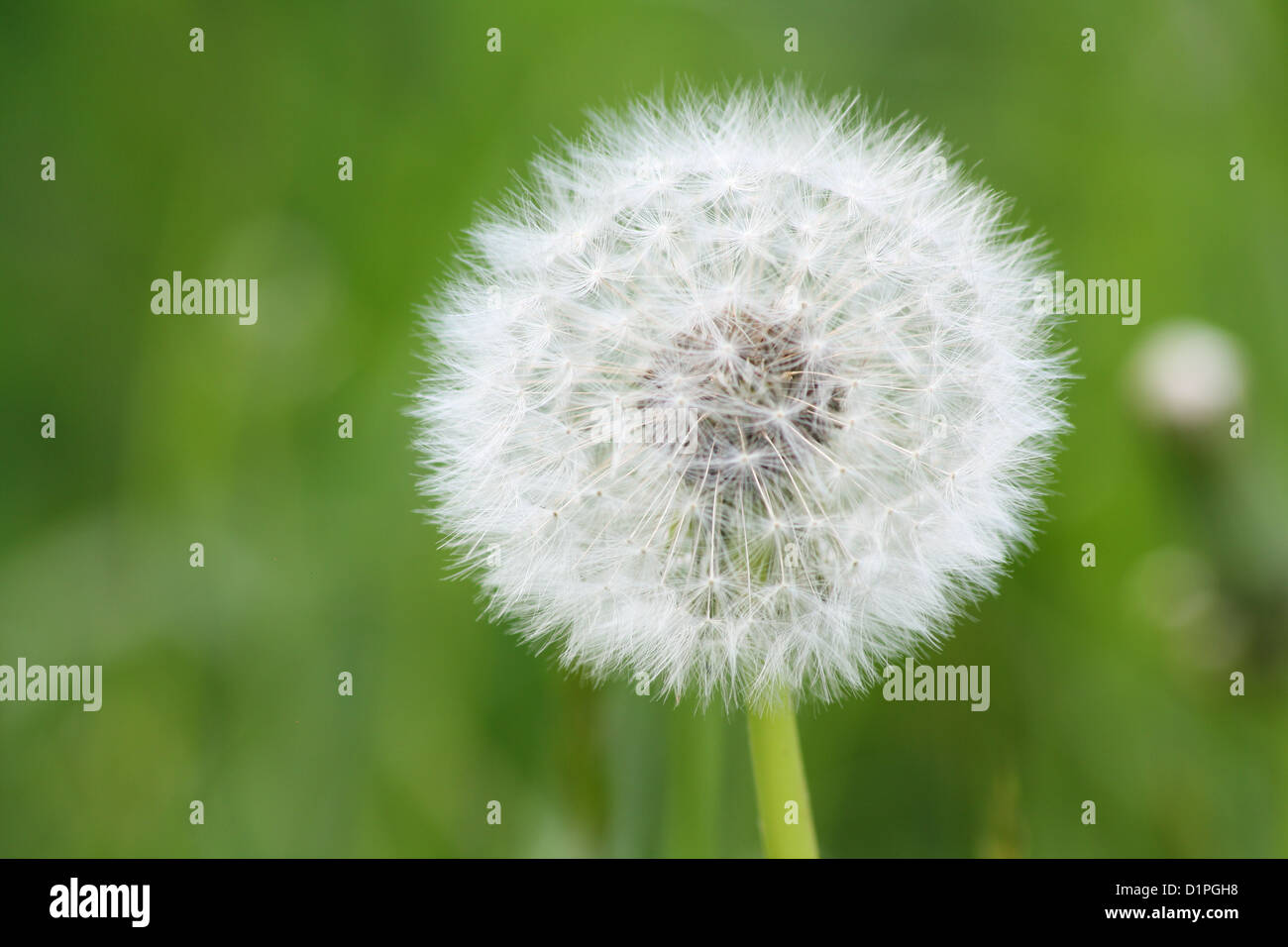 Close shot of a dandelion clock against a green background. Background ...