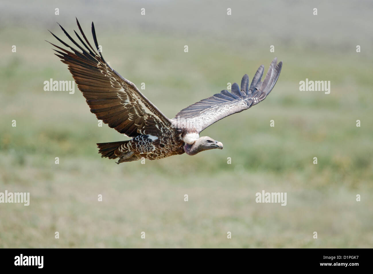 Ruppell's Griffon Vulture (Gyps rueppellii) in flight Serengeti National Park, Tanzania, Africa