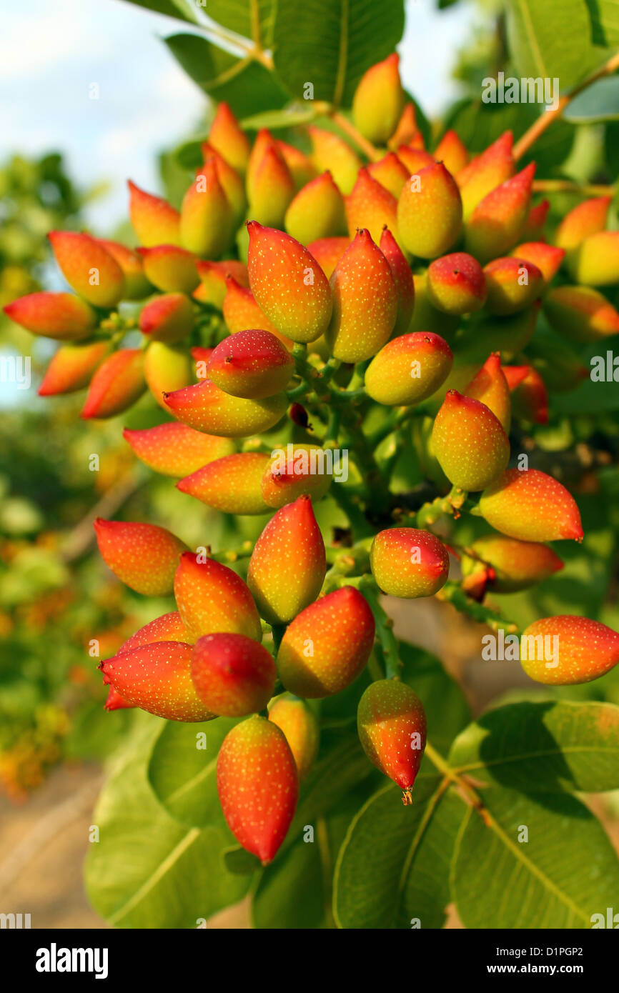 The Famous pistachio tree nuts from Aegina Island Greece Stock Photo Alamy