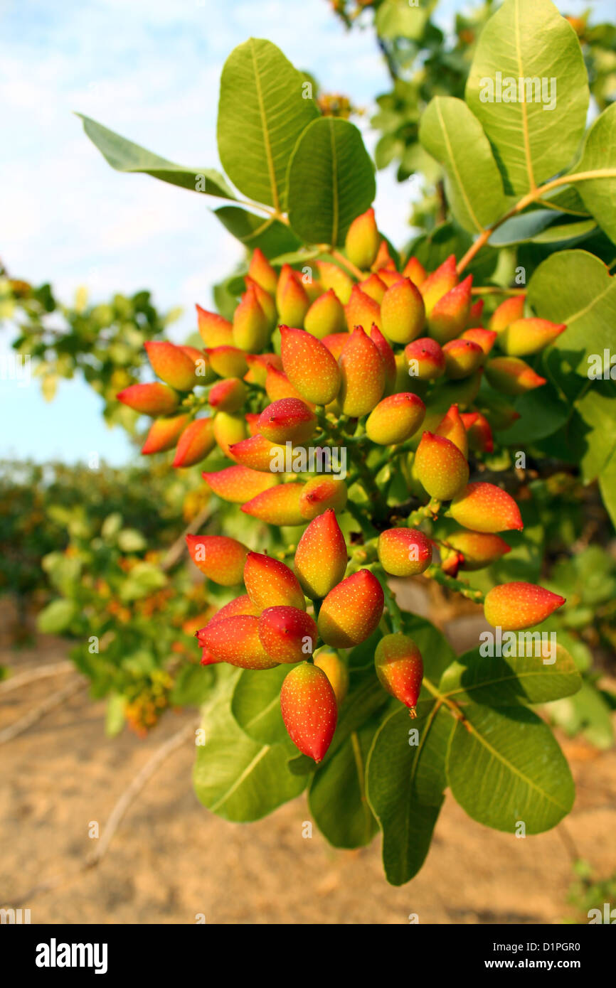 Pistachio 2024 nut tree