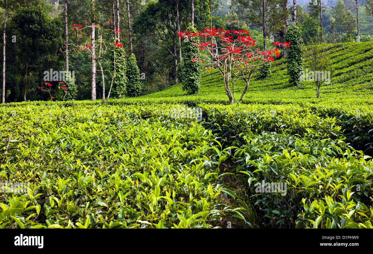 Tea garden with Poinsettia trees and also pepper plants in Munnar