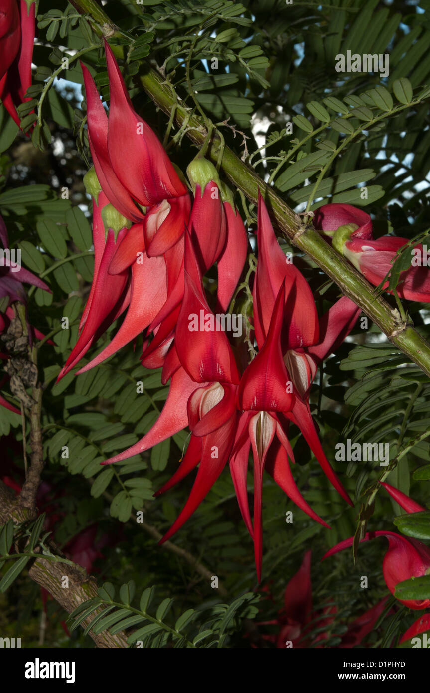 From the Kakabeak Clianthus maximus flowering in Boundary Stream Res. scientists counted in 2005 only 153 plants in the wild. Stock Photo