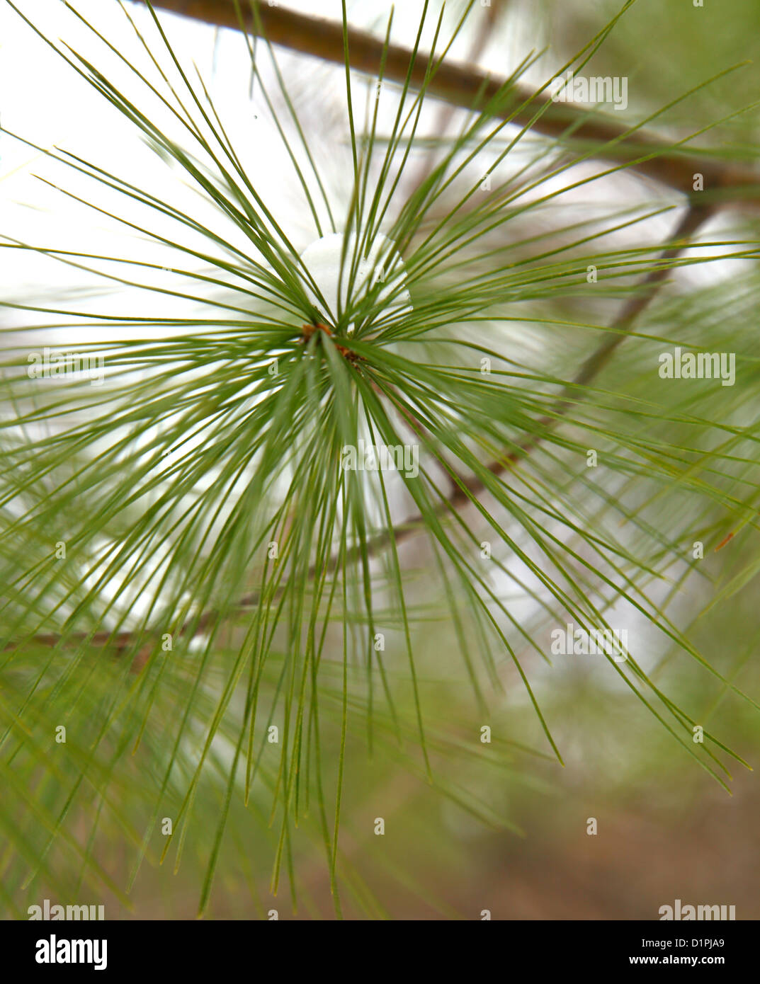 Pine tree needles on a cold day. Stock Photo