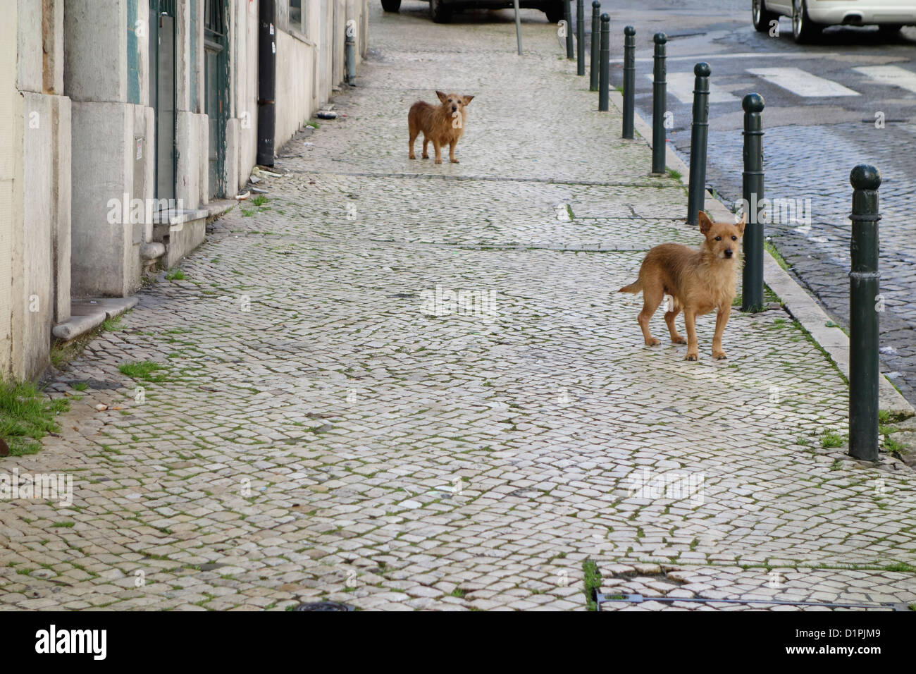 dogs alfama lisbon portugal street cobbles cobblestone Stock Photo
