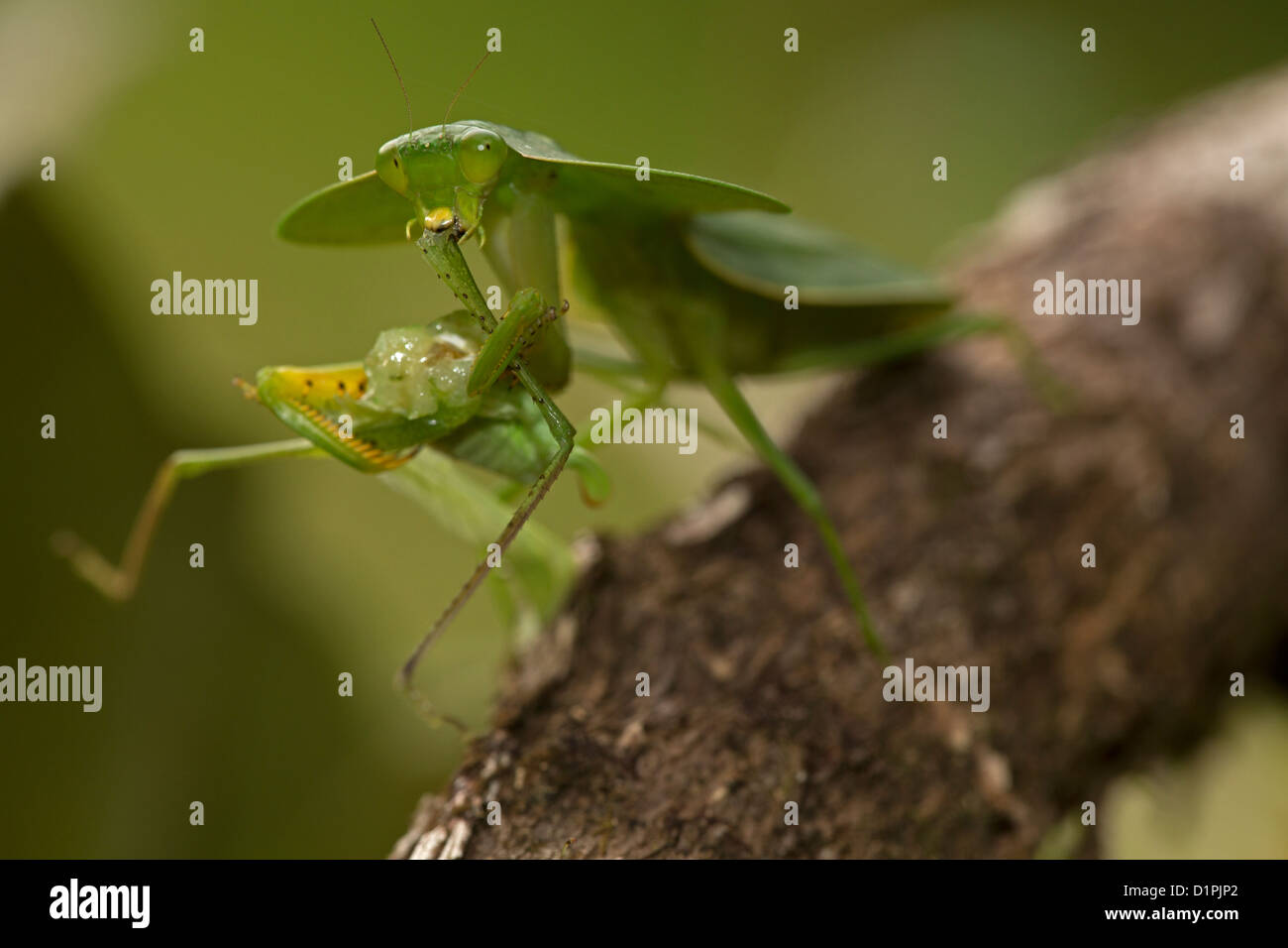 Hooded mantis (Choerododis rhombifolia) - Costa Rica - tropical rainforest feeding on katydid Stock Photo