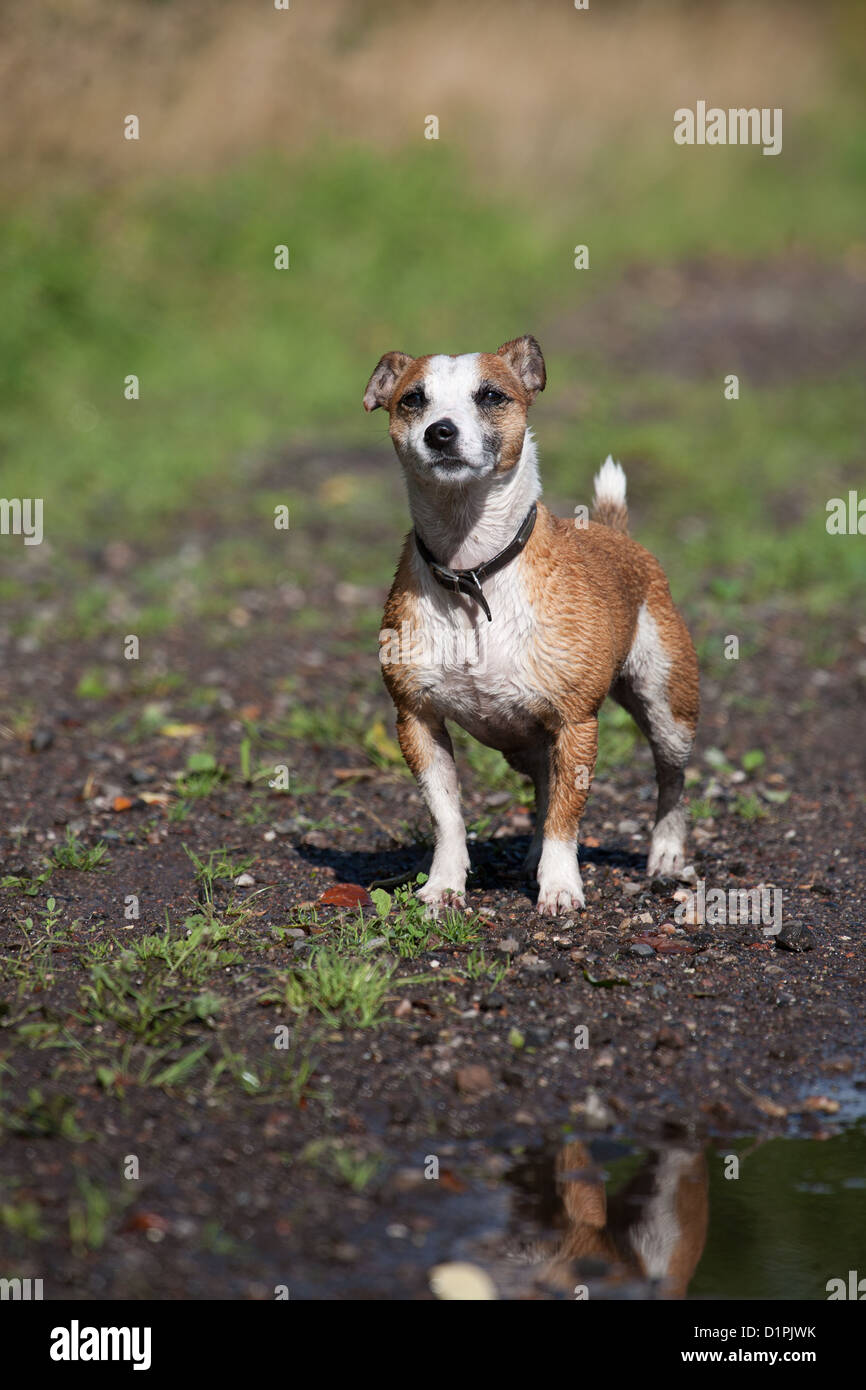 Jack russell cross hires stock photography and images Alamy