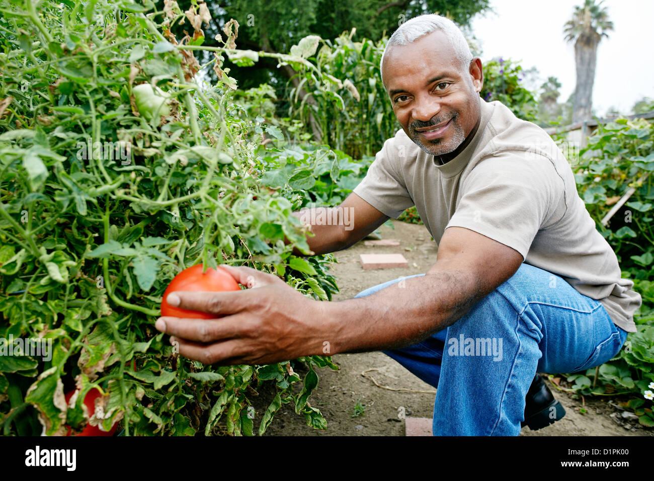 Black man picking tomatoes in community garden Stock Photo - Alamy