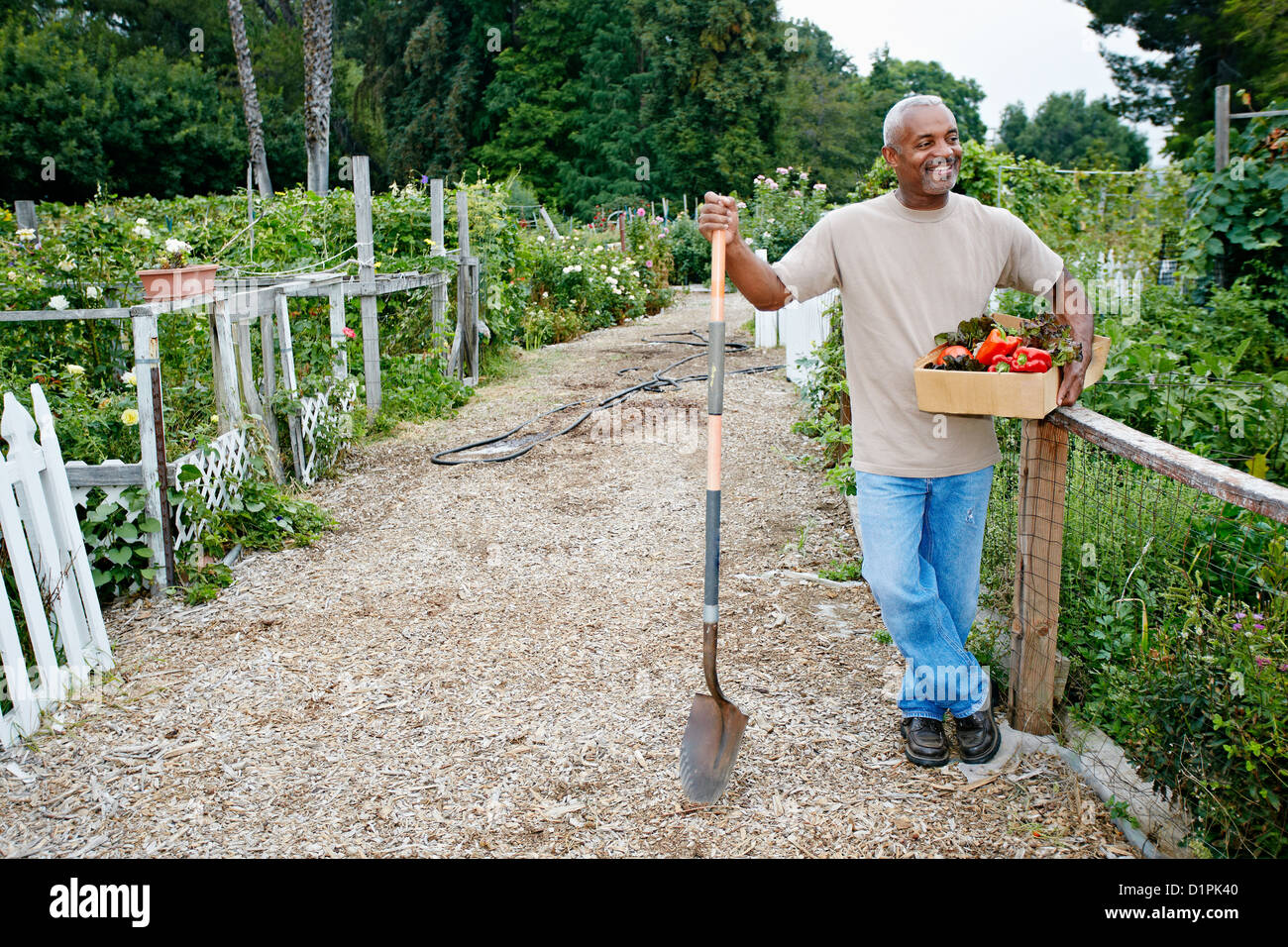 Black man gathering vegetables in community garden Stock Photo