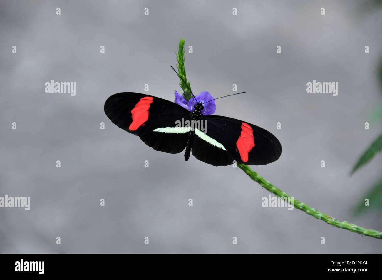 PURPLE BUTTERFLY ON FLEUR DE LIS BLOCK SMALL main image 0