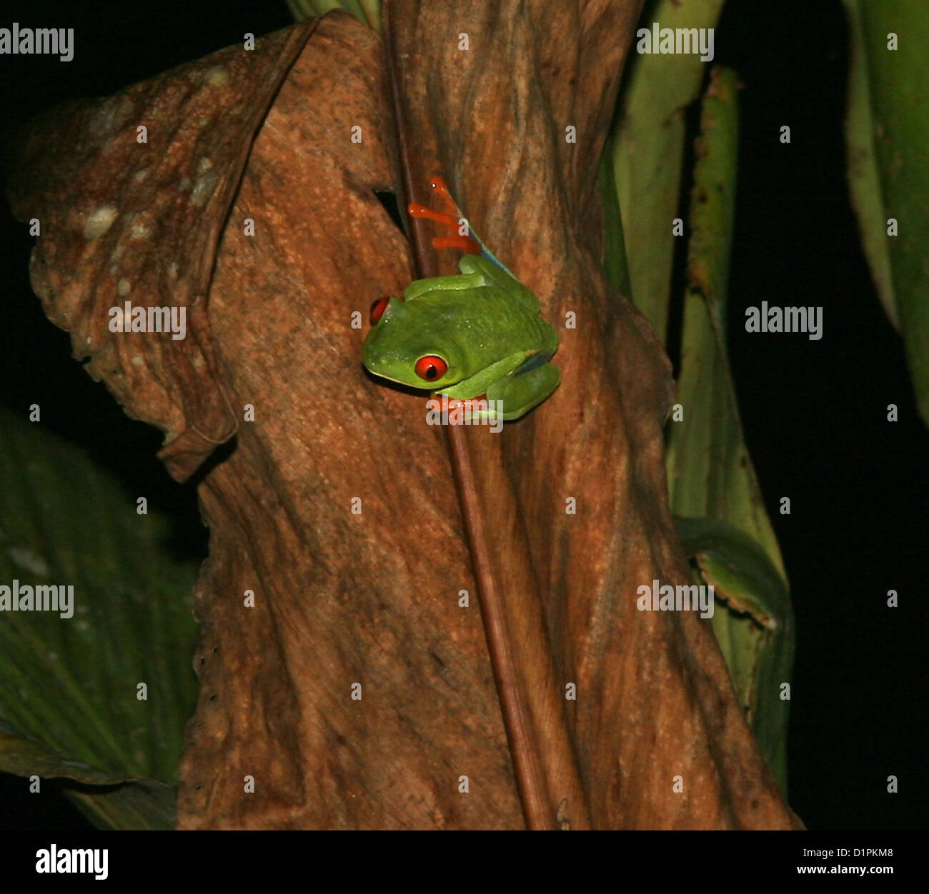 Red eyed tree frog in Costa Rica. Stock Photo