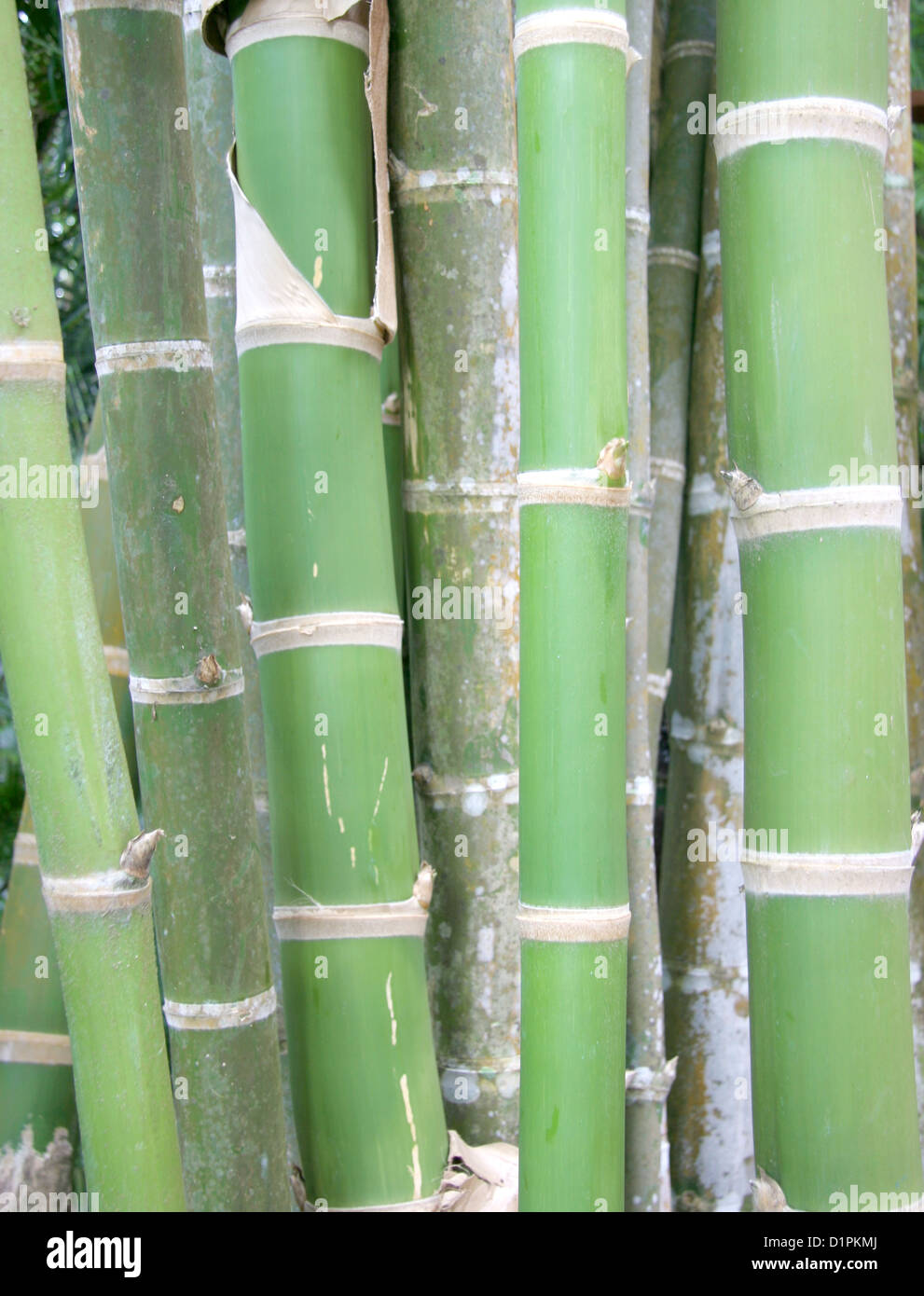 Bamboo growing wild in Costa Rica. Stock Photo