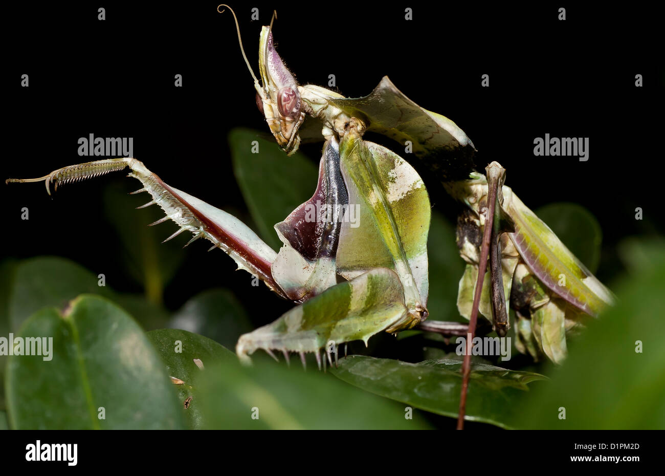 closeup of mantis Stock Photo