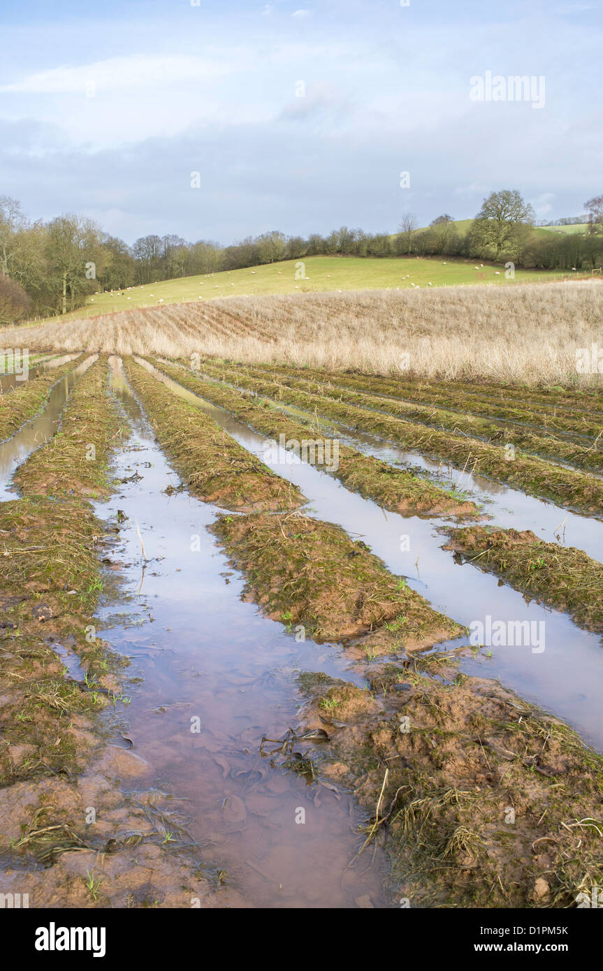 Waterlogged fields after the wettest winter on record, England UK Stock