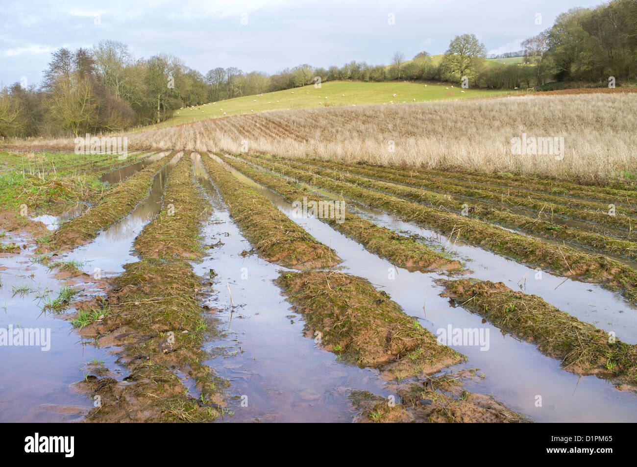 Waterlogged fields after the wettest winter on record, England UK Stock