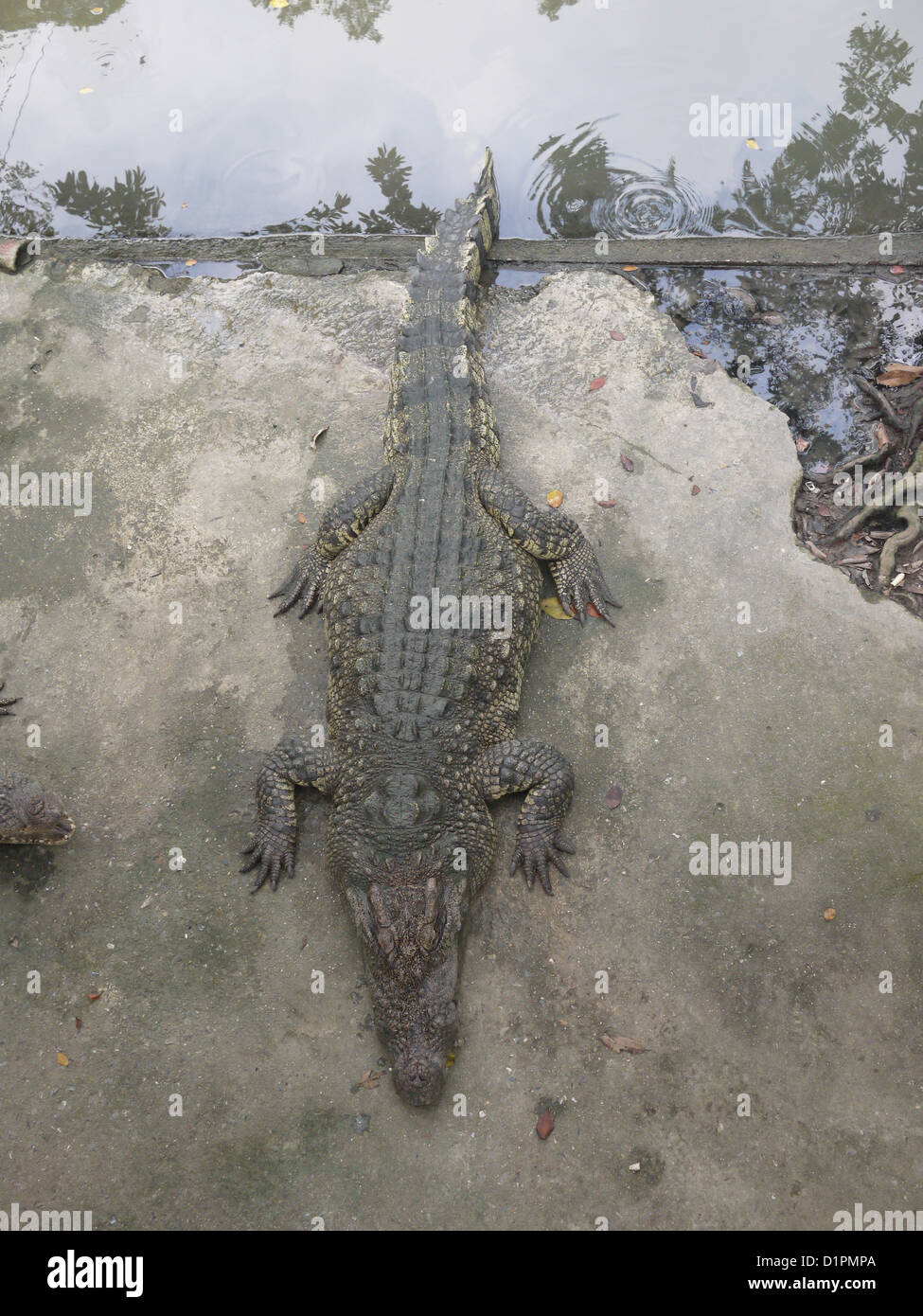 crocodile overhead view Stock Photo - Alamy
