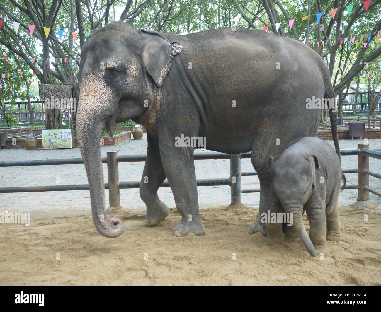 mother baby elephant Stock Photo