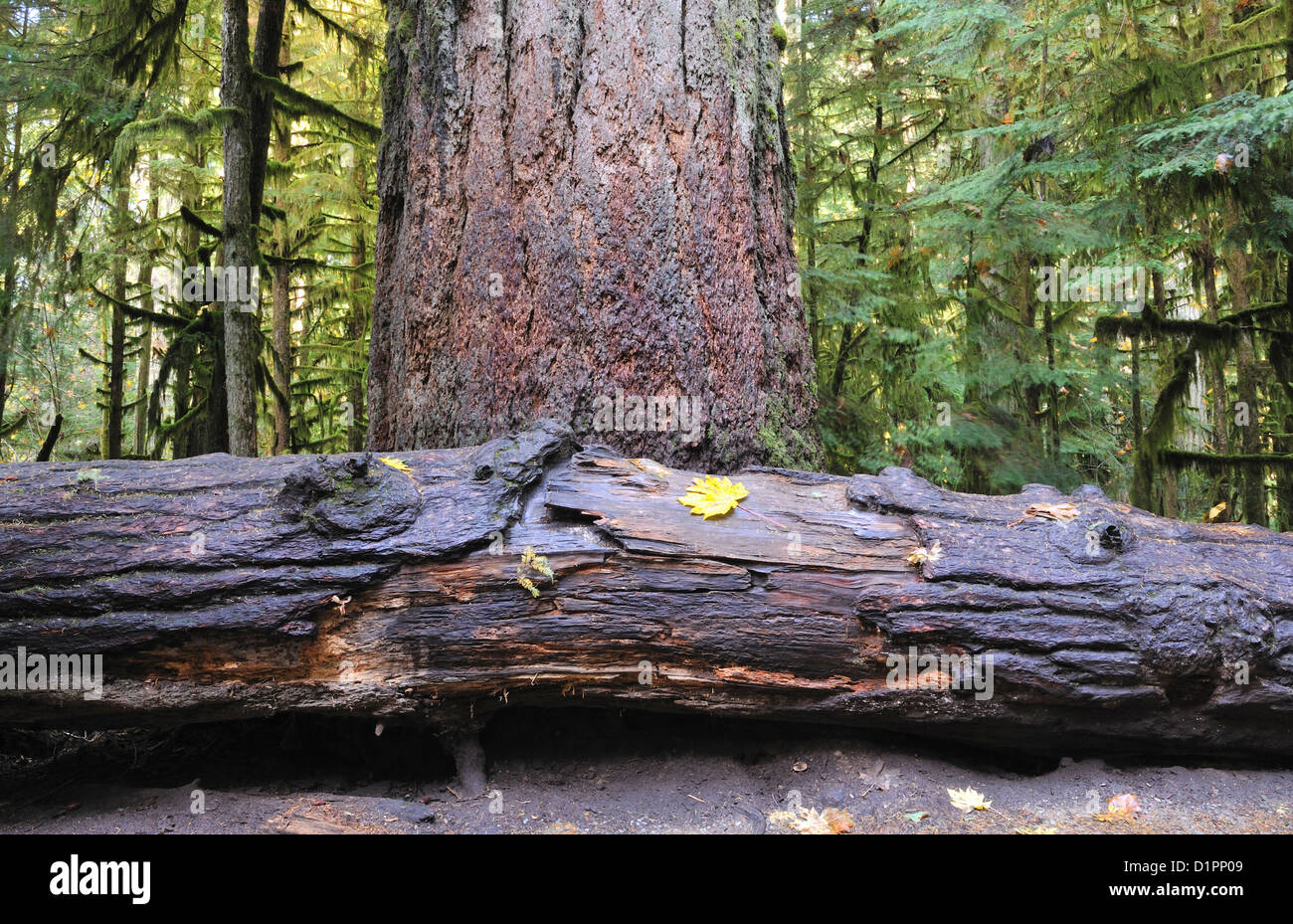 Biggest tree hires stock photography and images Alamy