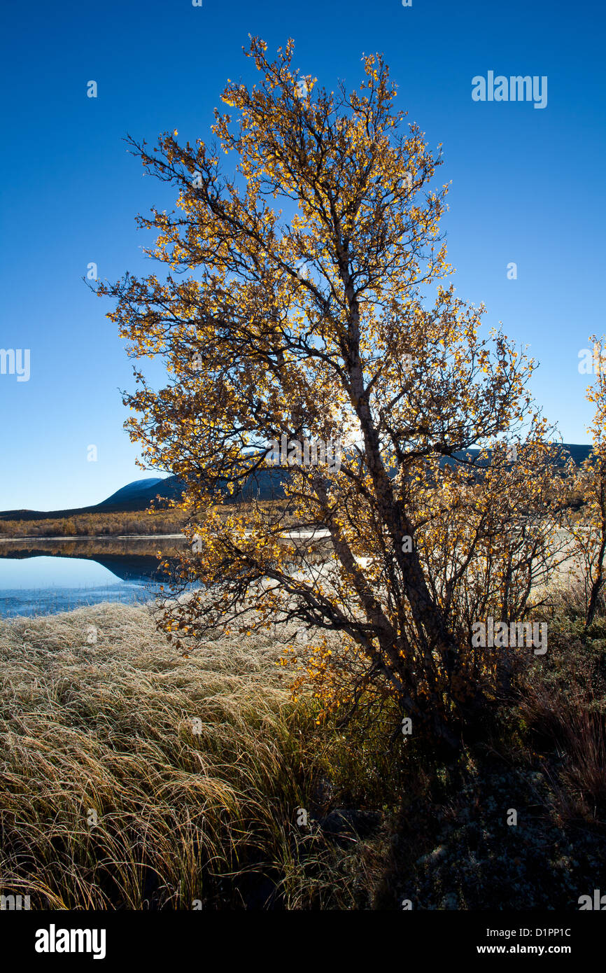 Birch trees on a frosty autumn morning at Fokstumyra nature reserve, Dovre, Norway. Stock Photo