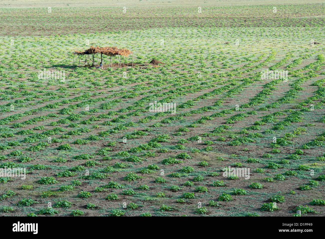 Citrullus lanatus. Watermelon plants planted in a dried up lake in the indian countryside. Andhra Pradesh, India Stock Photo