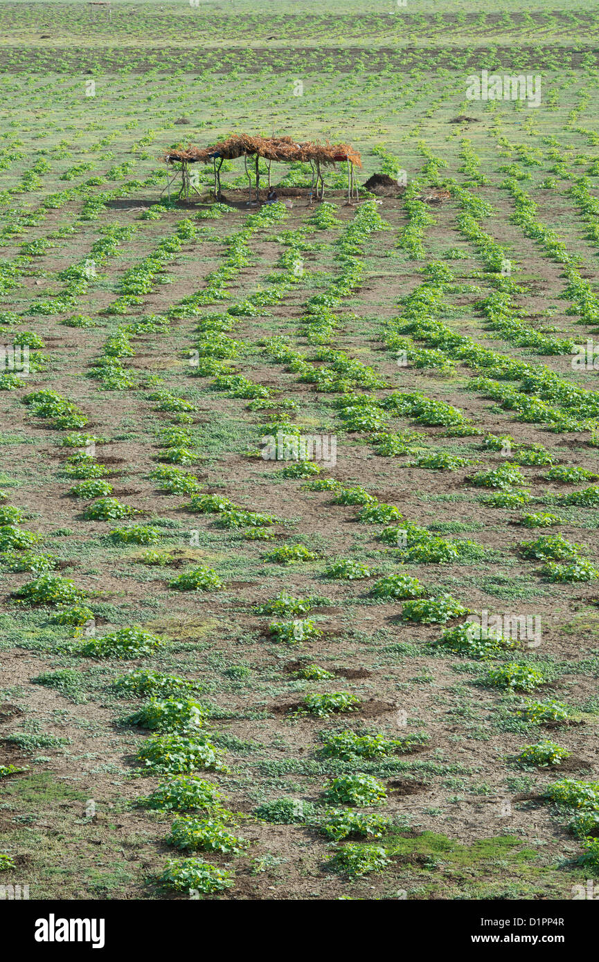 Citrullus lanatus. Watermelon plants planted in a dried up lake in the indian countryside. Andhra Pradesh, India Stock Photo