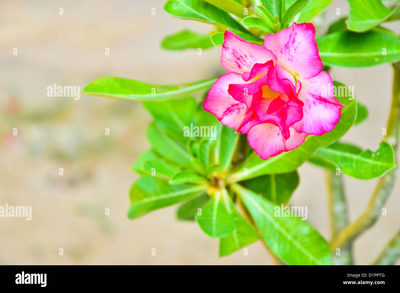 Tropical flower Pink Adenium Stock Photo