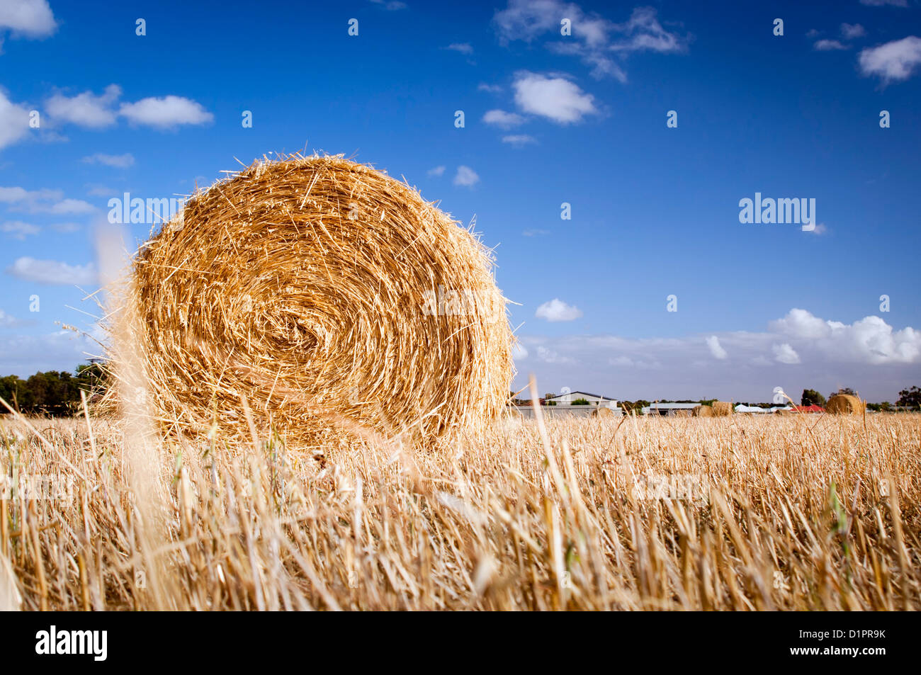 Bales of hay in the fields in summer time harvest Stock Photo - Alamy