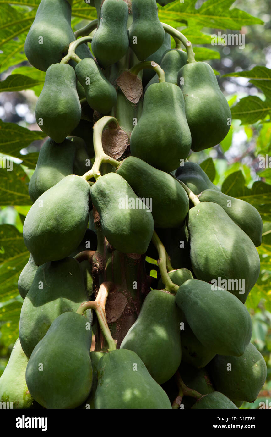 Papaya fruit hanging in clusters Stock Photo