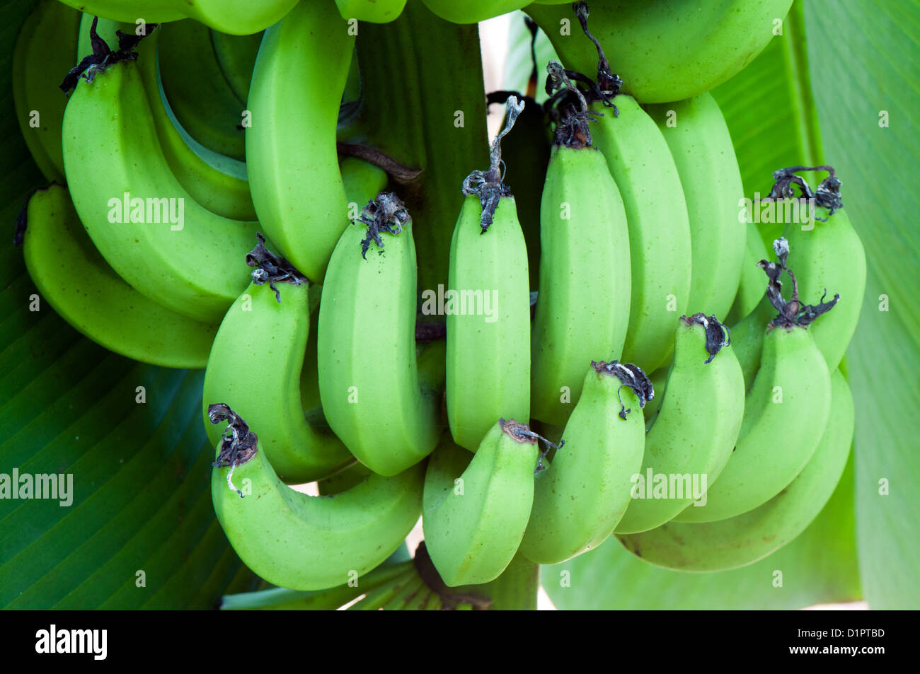 Green unripe bananas Stock Photo