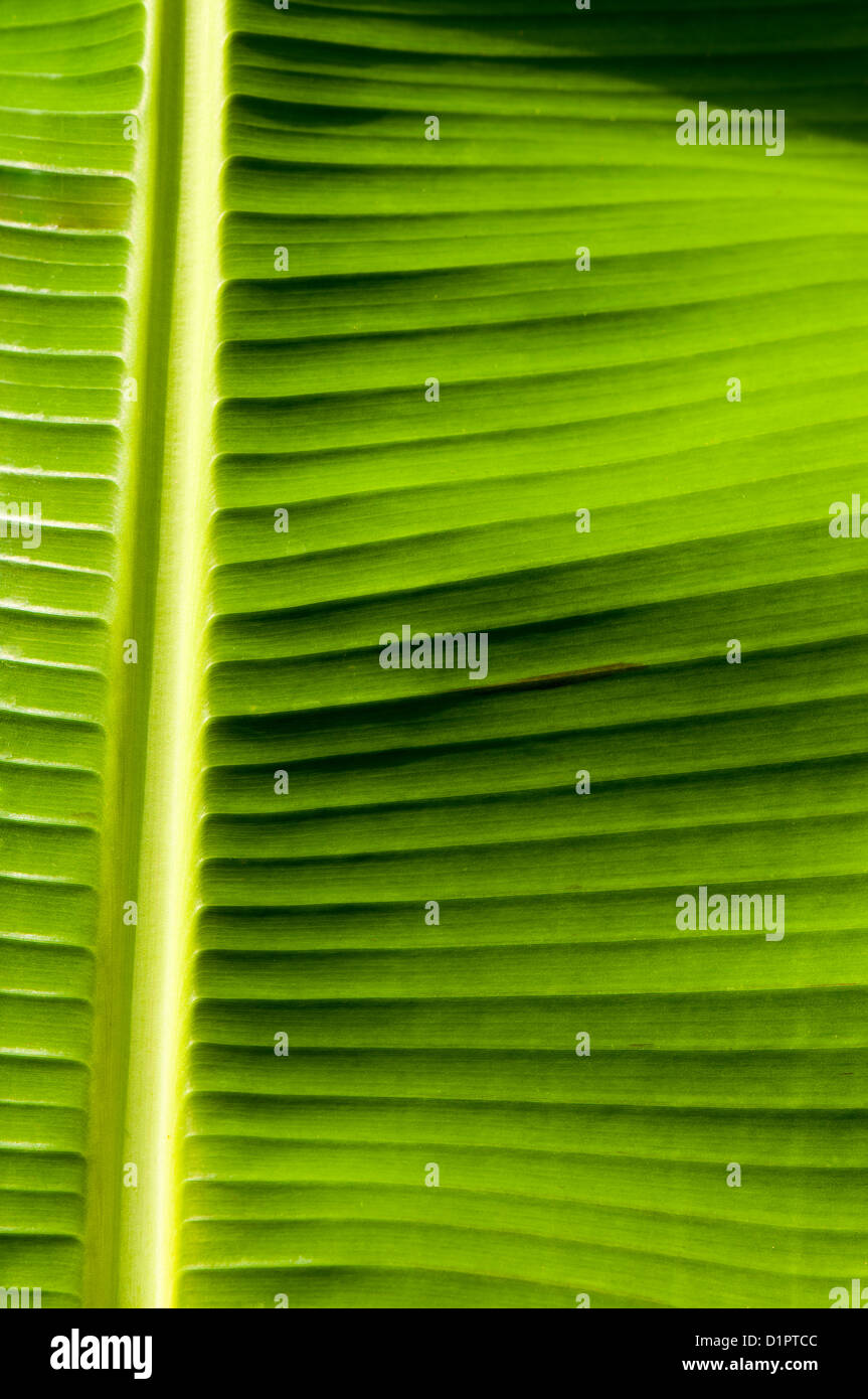 Banana leaf close up Stock Photo