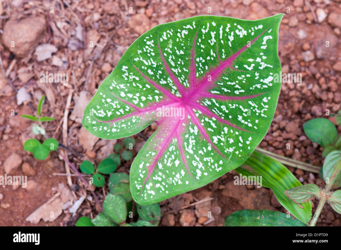 Wild plant kerala Stock Photo