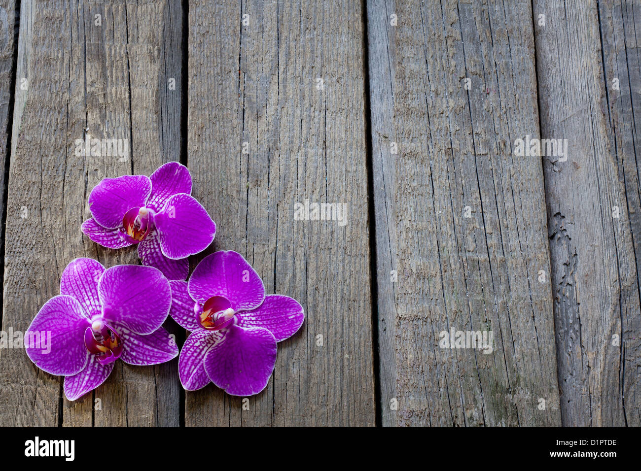 Orchid on wooden boards spa cosmetic abstract vintage background Stock Photo