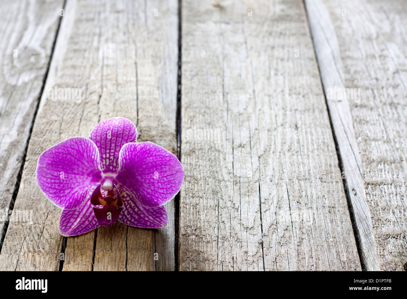 Orchid on wooden boards spa cosmetic abstract vintage background Stock Photo