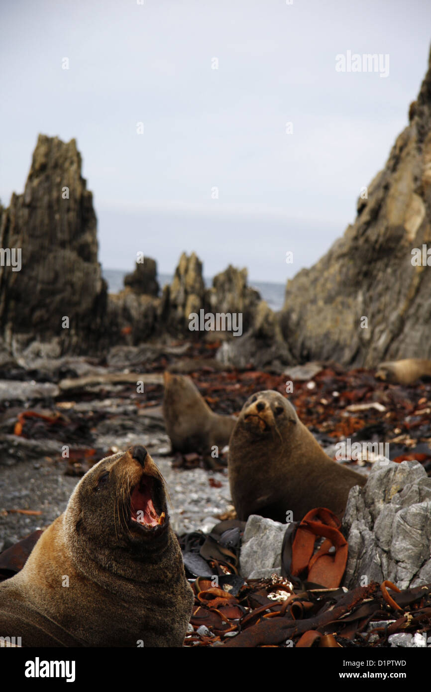 Red Rocks Seals New zealand wellington red rocks hi-res stock photography and images ...