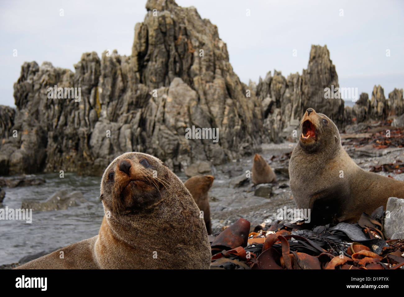 Red Rocks Seals New zealand wellington red rocks hi-res stock photography and images ...