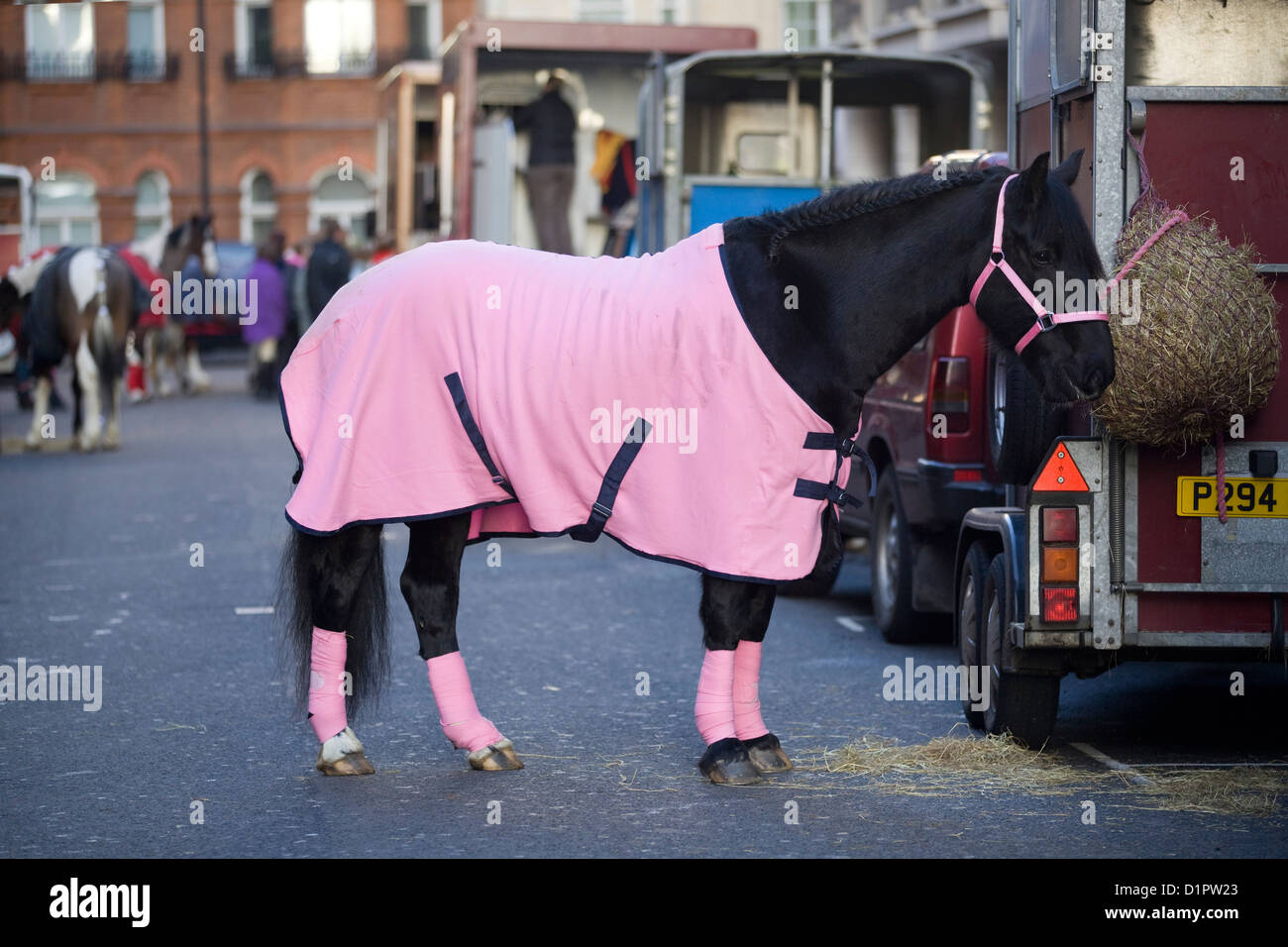 Horse Standing by a Horse Box in a Pink Rug Travel Bandages and Pink