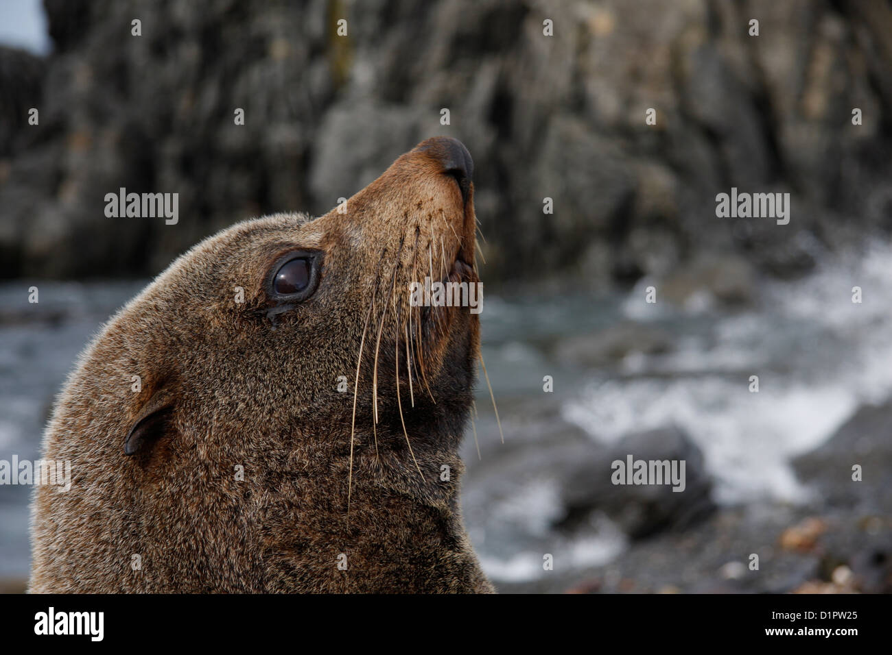 Red Rocks Seals Red rocks reserve new zealand hi-res stock photography and images - Alamy