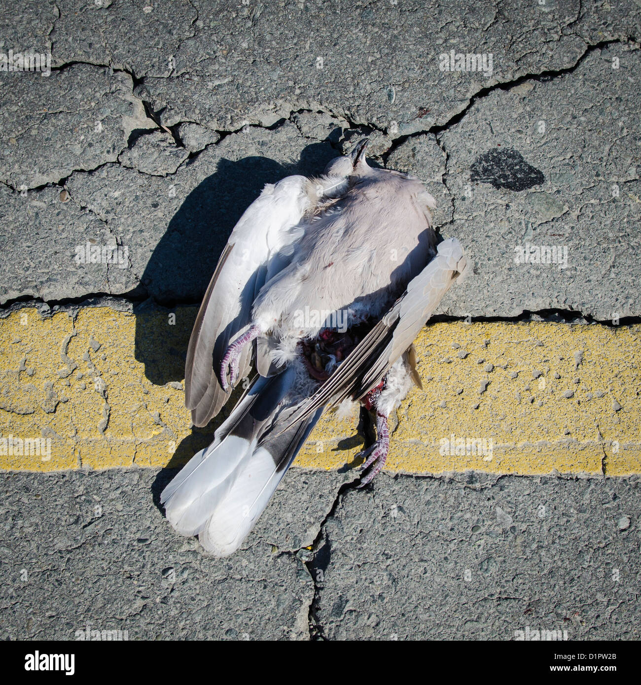 Dead Seagull Bird on Yellow Road Line Stock Photo