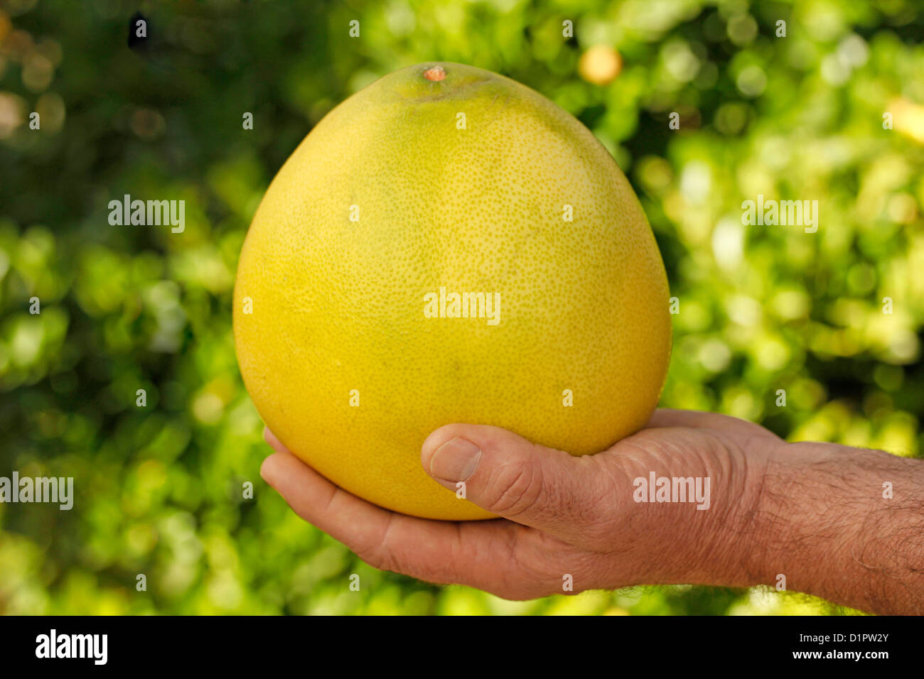 Chinese grapefruit hires stock photography and images Alamy