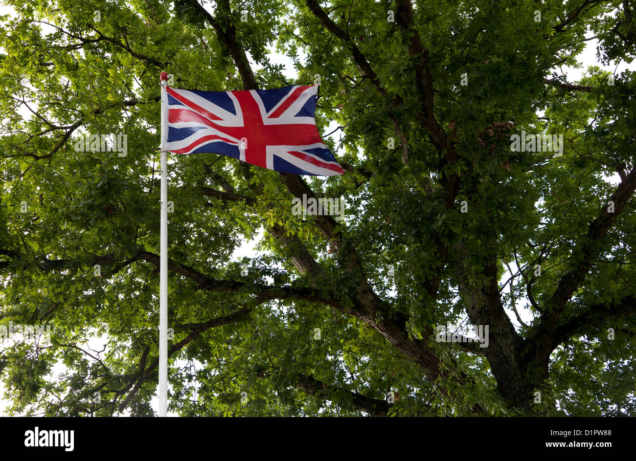 Flag oak tree hi-res stock photography and images - Alamy