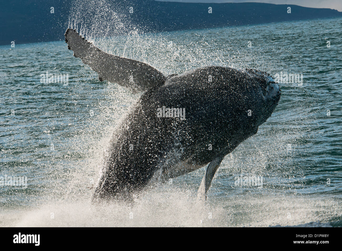 Megaptera Humpback whale (Megaptera novaeangliae) breaching in Husavik, Iceland ...