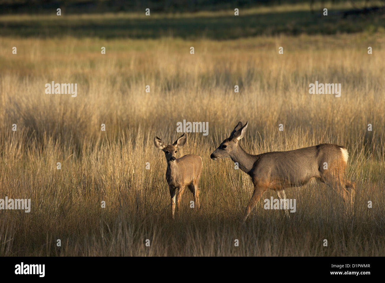 Mule deer, Odocoileus hemionus, Bryce Canyon National Park, Utah, USA Stock Photo