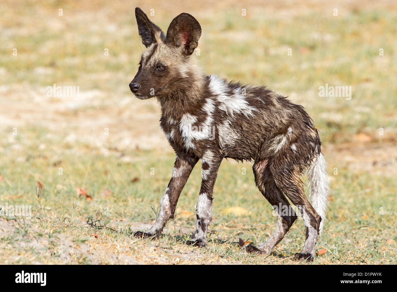 African wild dog puppy (Lycaon pictus) standing in savanah, Savuti, Botswana Stock Photo