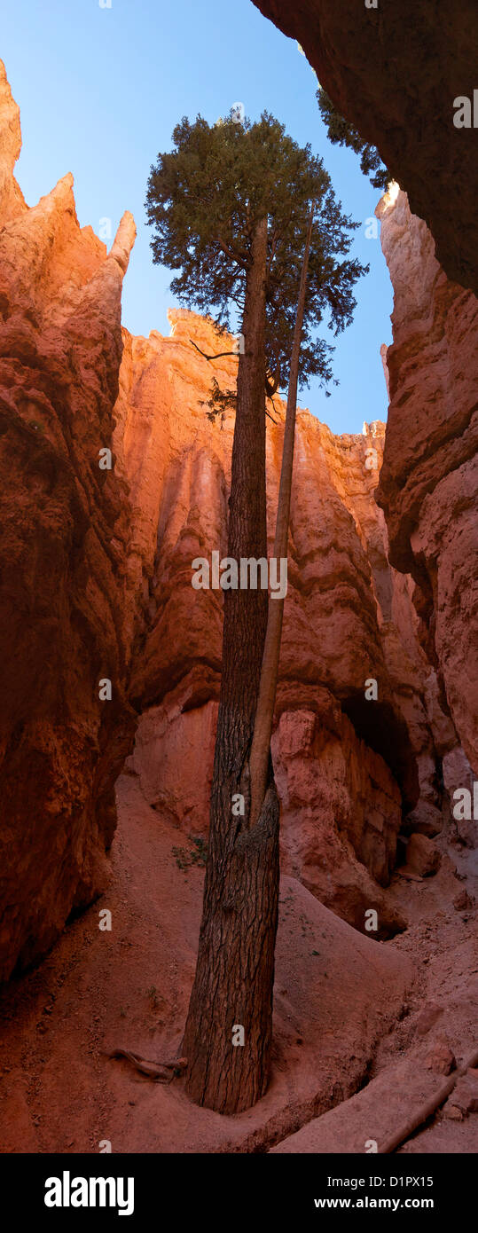 Panoramic photo of Douglas fir tree, Wall Street, Navajo Loop Trail, Bryce Canyon National Park, Utah, USA Stock Photo